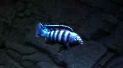 Pseudotropheus saulosi 