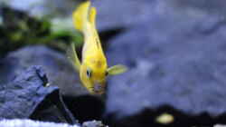 Besatz im Aquarium Becken 32694