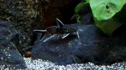 Synodontis lucipinni