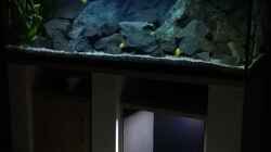 Aquarium Becken 32694