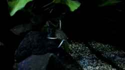 Synodontis lucipinni