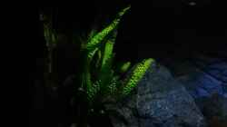 Cryptocoryne aponogetifolia 
