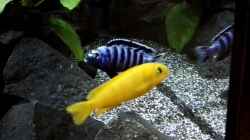 Pseudotropheus saulosi m/w
