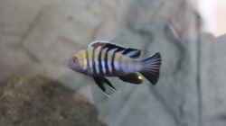 Besatz im Aquarium Becken 32694