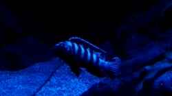 Besatz im Aquarium Becken 32694