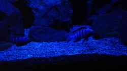 Besatz im Aquarium Becken 32694
