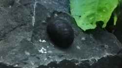 Schwarze Napf/Helmschnecke