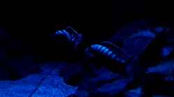 Besatz im Aquarium Becken 32694