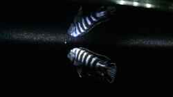 Besatz im Aquarium Becken 32694