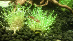 Neocaridina jung, 2cm + Clithon Diadema + Melanoides tuberculata