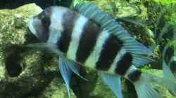 Cyphotilapia frontosa Weibchen
