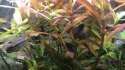 Besatz im Aquarium Westafrika