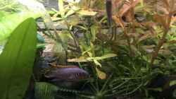 Besatz im Aquarium Westafrika