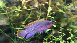 Pflanzen im Aquarium Westafrika