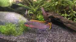 Besatz im Aquarium Westafrika