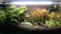 Aquarium 10 Tagen