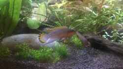 Besatz im Aquarium Westafrika