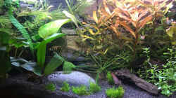 Pflanzen im Aquarium Westafrika