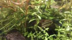 Besatz im Aquarium Westafrika