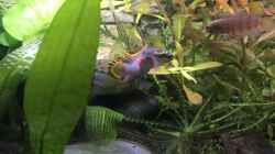 Aquarium Westafrika