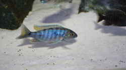 Besatz im Aquarium Malawi 576l