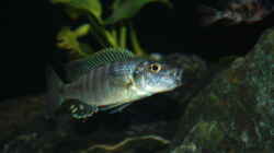 Besatz im Aquarium Malawi 576l