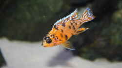Besatz im Aquarium Malawi 576l