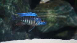 Besatz im Aquarium Malawi 576l
