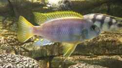 Petrotilapia Chitimba - Male