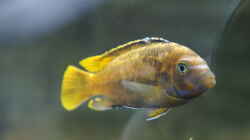 Metriaclima Msobo Magunga - Male (juvenil)