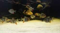 Besatz im Aquarium Predator Tank (Nur noch als Beispiel)