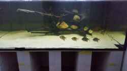 Aquarium Predator Tank (Nur noch als Beispiel)
