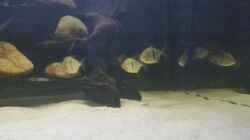 Besatz im Aquarium Predator Tank (Nur noch als Beispiel)