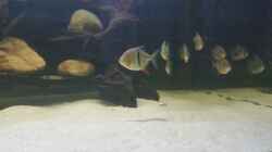 Besatz im Aquarium Predator Tank (Nur noch als Beispiel)
