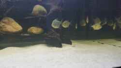 Besatz im Aquarium Predator Tank (Nur noch als Beispiel)