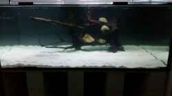 Aquarium Predator Tank (Nur noch als Beispiel)