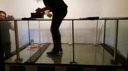 Aquarium Predator Tank (Nur noch als Beispiel)
