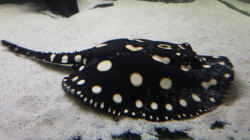 Besatz im Aquarium Predator Tank (Nur noch als Beispiel)