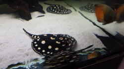 Besatz im Aquarium Predator Tank (Nur noch als Beispiel)