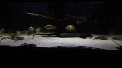 Aquarium Predator Tank (Nur noch als Beispiel)