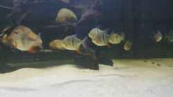 Besatz im Aquarium Predator Tank (Nur noch als Beispiel)