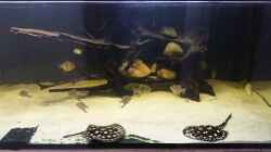 Besatz im Aquarium Predator Tank (Nur noch als Beispiel)