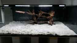 Aquarium Predator Tank (Nur noch als Beispiel)