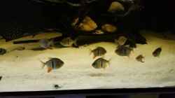 Besatz im Aquarium Predator Tank (Nur noch als Beispiel)