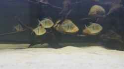 Besatz im Aquarium Predator Tank (Nur noch als Beispiel)