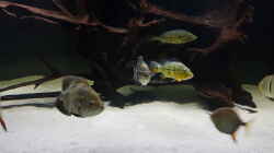 Besatz im Aquarium Predator Tank (Nur noch als Beispiel)
