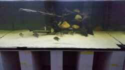 Aquarium Predator Tank (Nur noch als Beispiel)