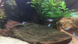Besatz im Aquarium Neonen