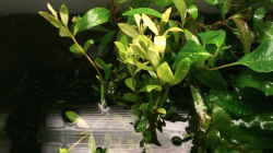 Hygrophila polysperma & Hygrophila corimbosa