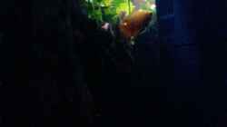 Aquarium Becken 33190